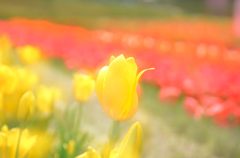 ほのぼのチューリップ