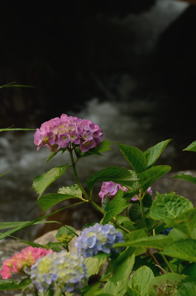 あ～紫陽花よ・・・