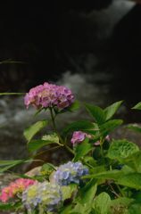 あ～紫陽花よ・・・