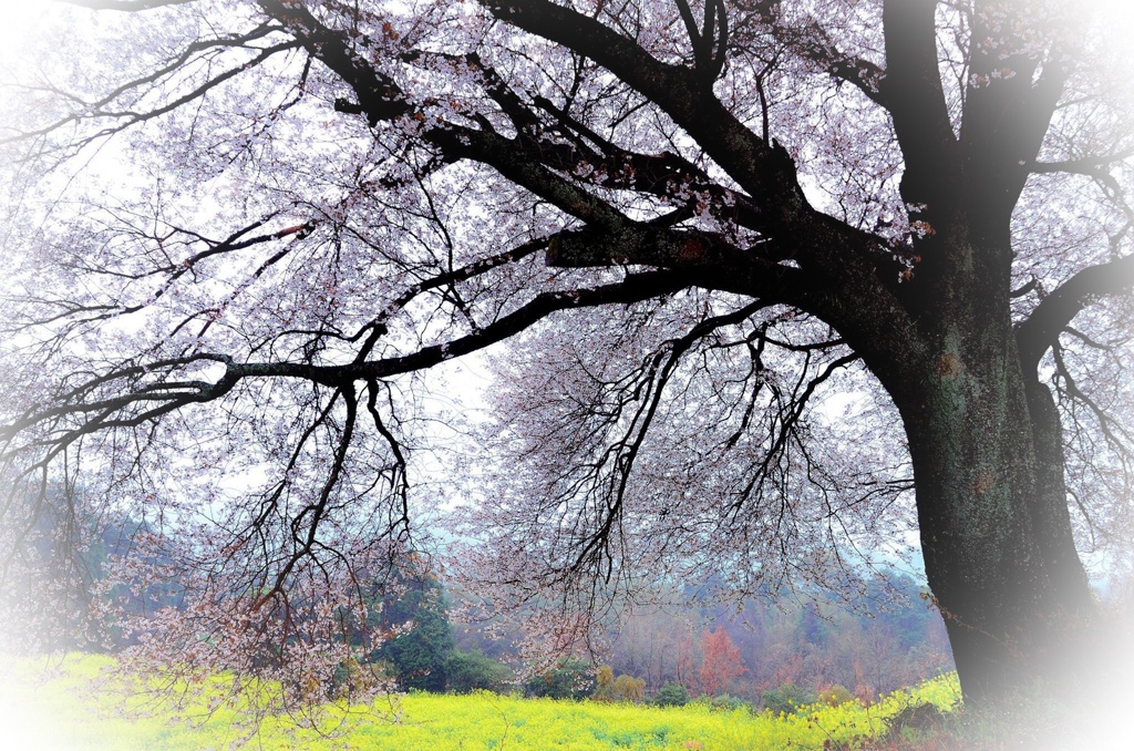 裏見桜 ♪( ´θ｀)ノ