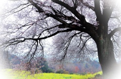 裏見桜 ♪( ´θ｀)ノ