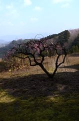 すだれ梅