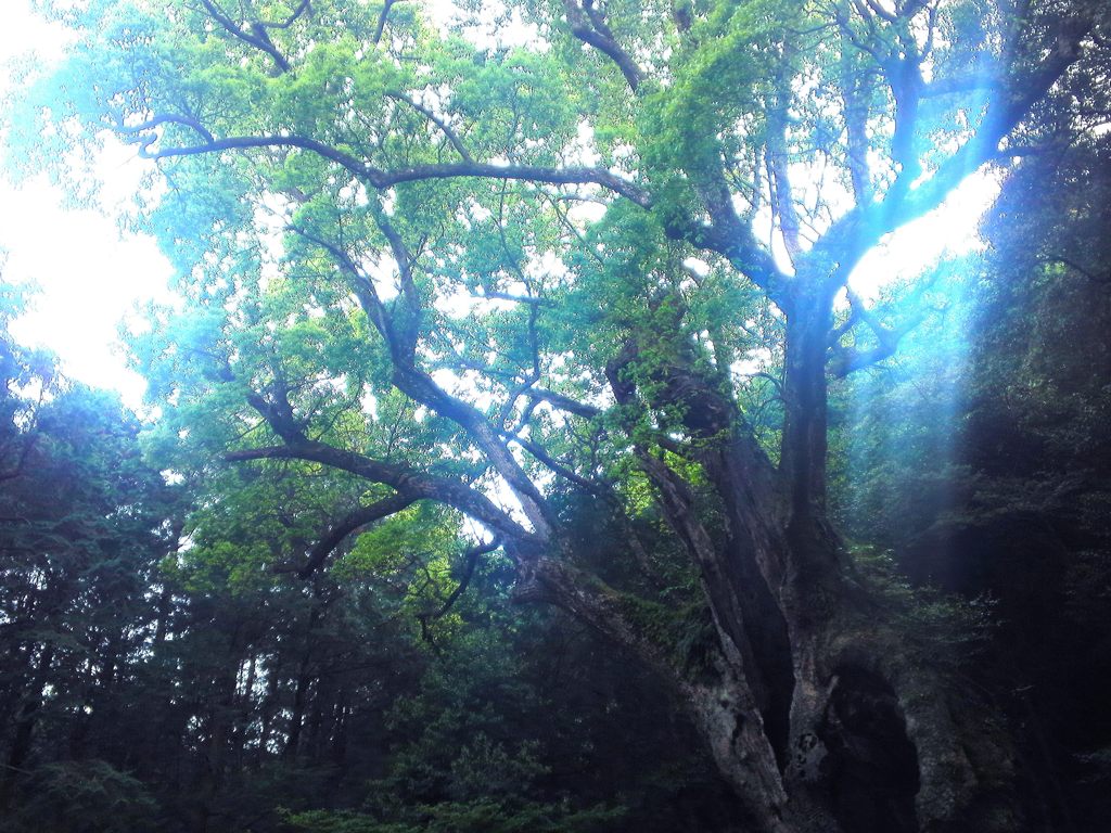 神が宿る大楠