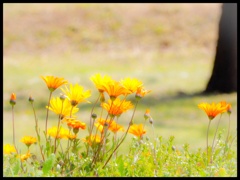 春の花 o(^▽^)o