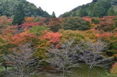 曲渕水源地～紅葉