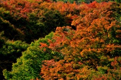 曲渕水源地～紅葉