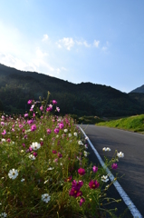 山道の脇に秋桜