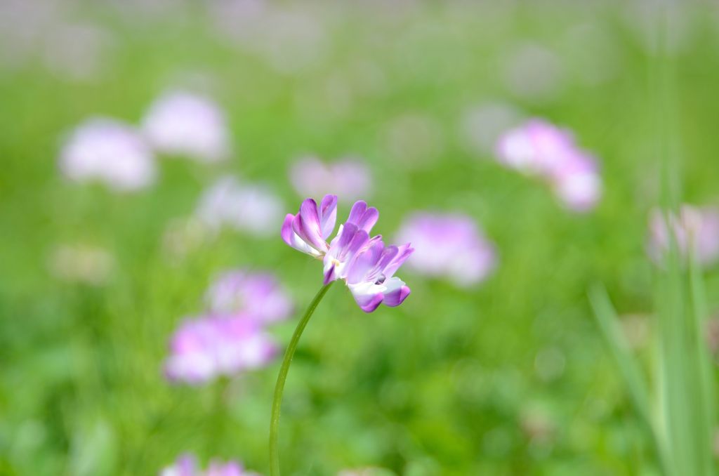 レンゲ草