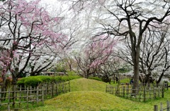 舞鶴公園～春爛漫