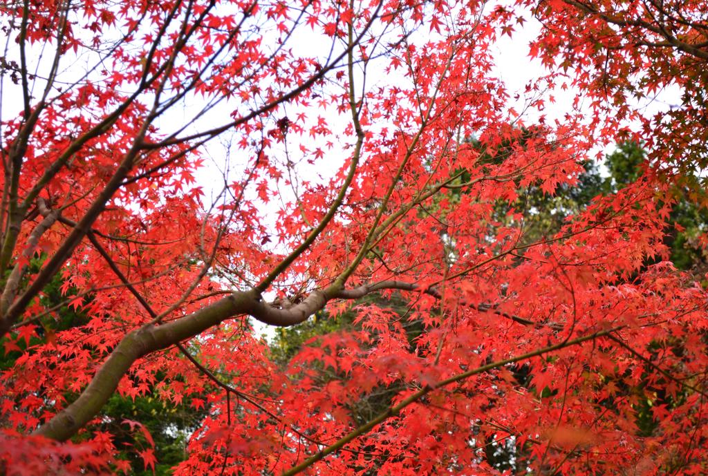 紅葉添田町～小石原～秋月 