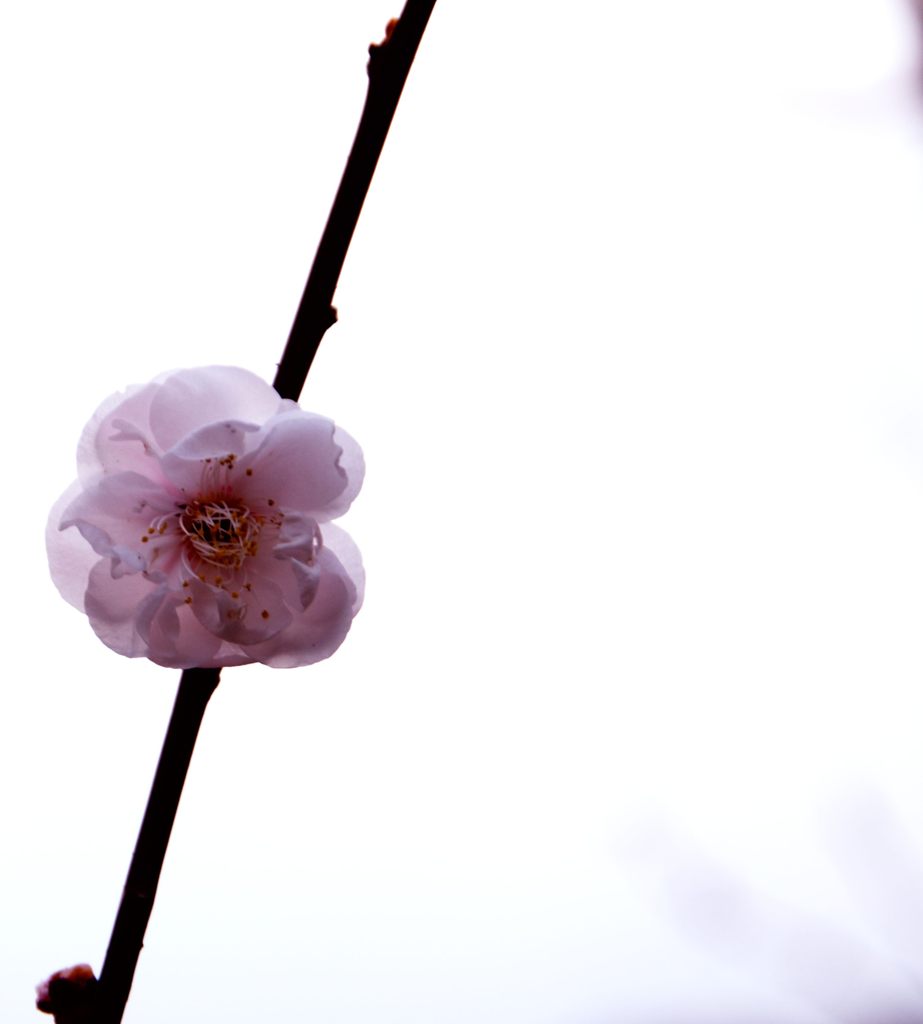 簪