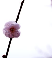 簪
