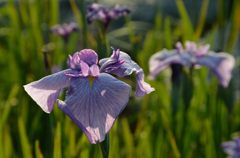 菖蒲２