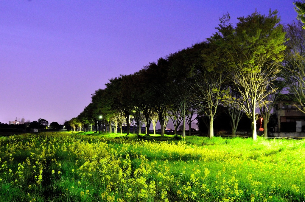 夜菜の花