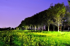 夜菜の花