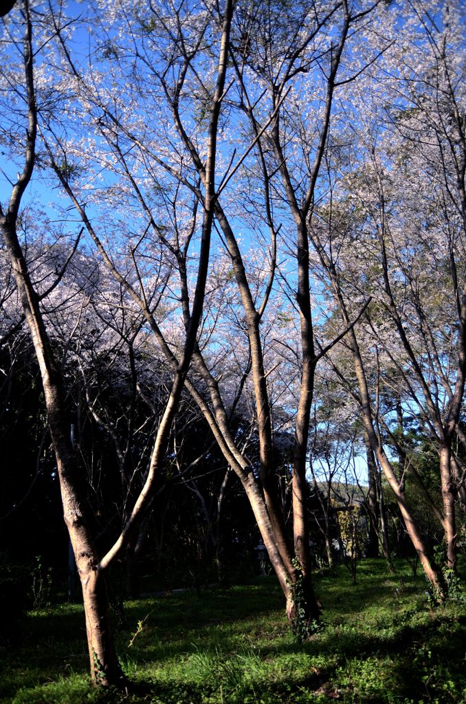 桜木