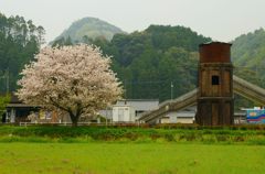 八重桜と給水塔