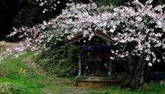 お地蔵さん＆桜