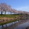 桜並木～写りこみ