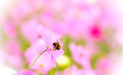 蜂と秋桜 (^-^)/