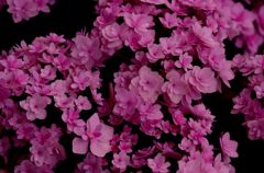 紫陽花３
