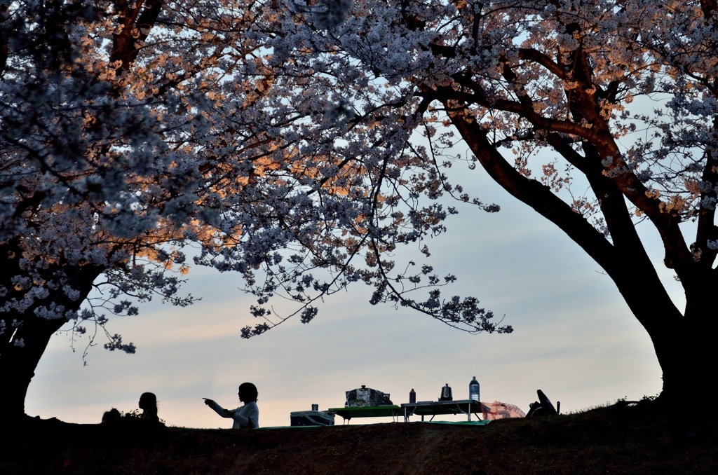 夜桜に突入
