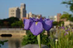 小さな町の花