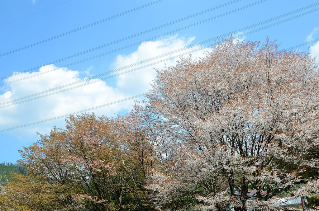 散ってもなお