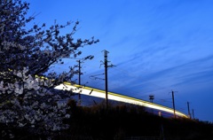 夜桜列車