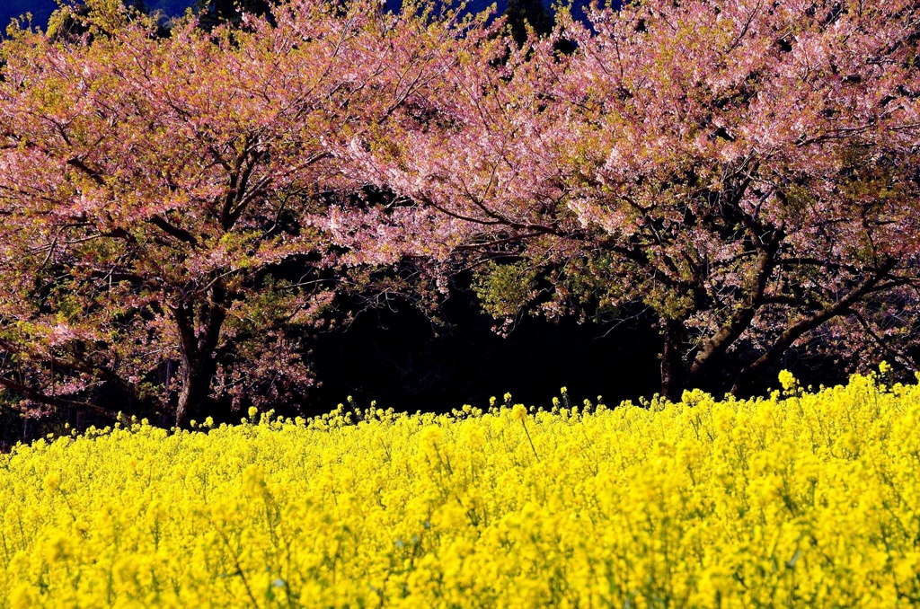 桜と菜の花  （≧∇≦）