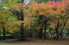 曲渕～紅葉
