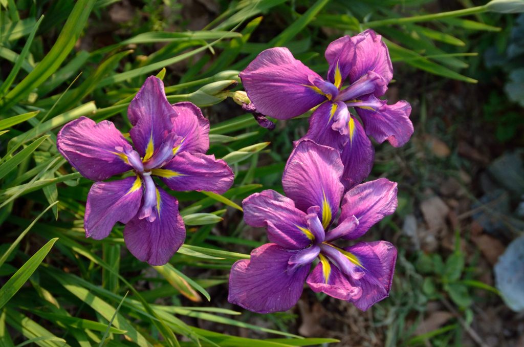 トリプル菖蒲