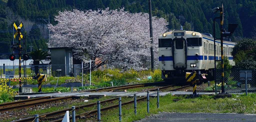 桜とローカル線