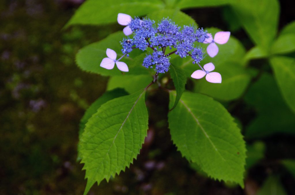 紫陽花１