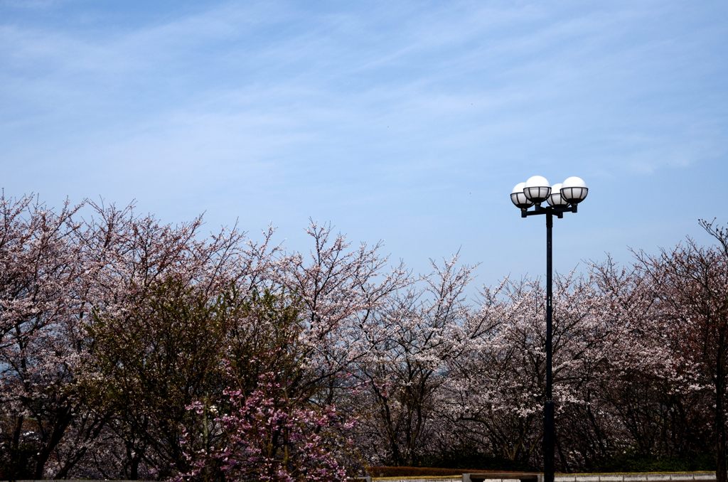 桜風景