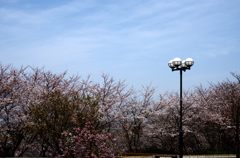 桜風景