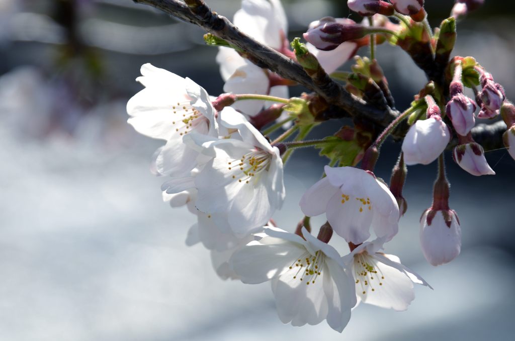 SAKURA