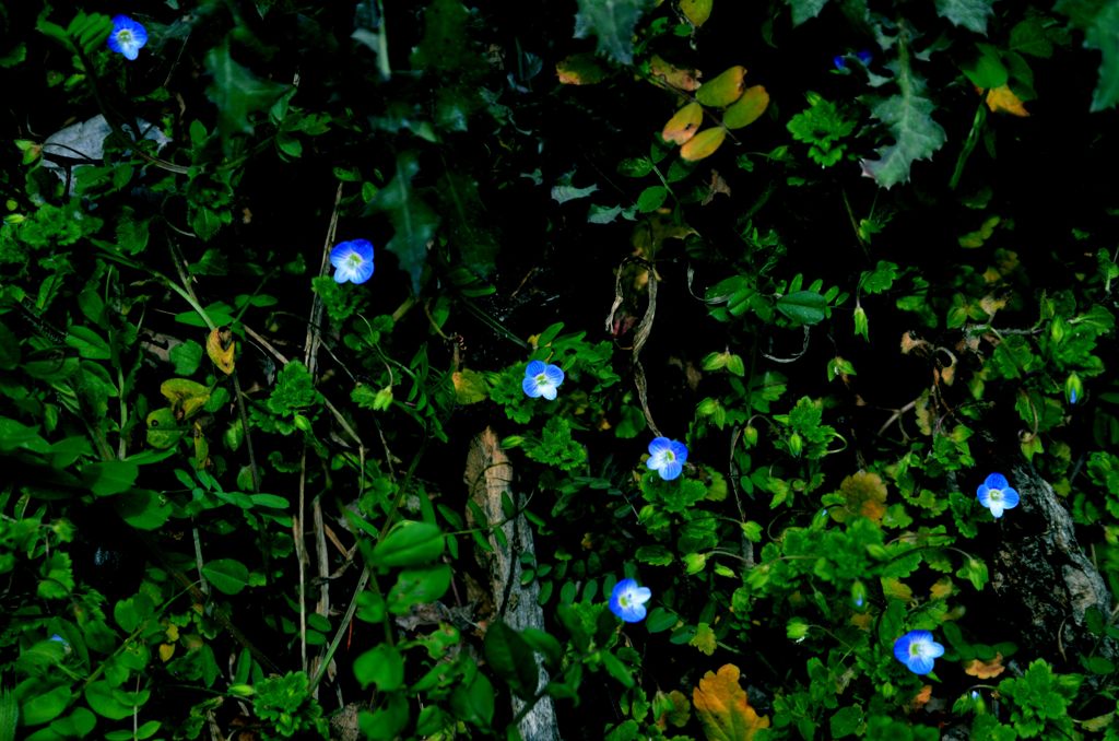 北斗七花２