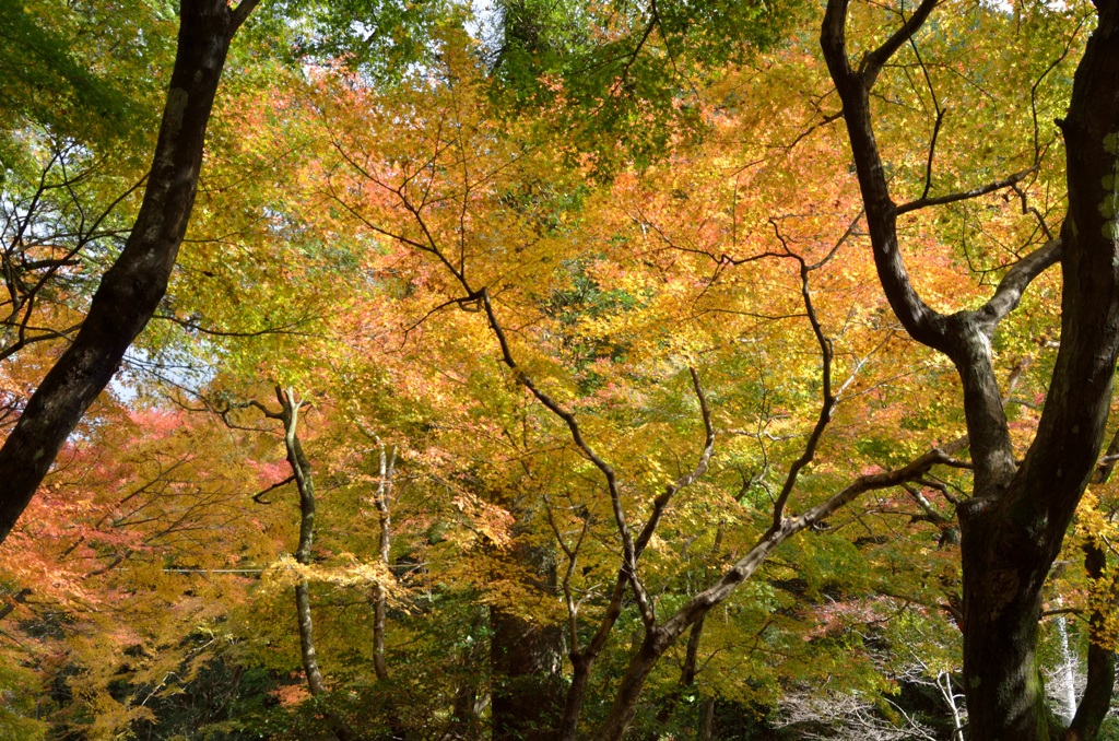 曲渕～紅葉