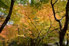 曲渕～紅葉