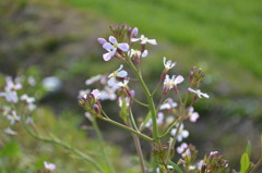 春の野花