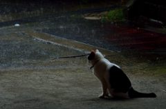 雨宿り・・・
