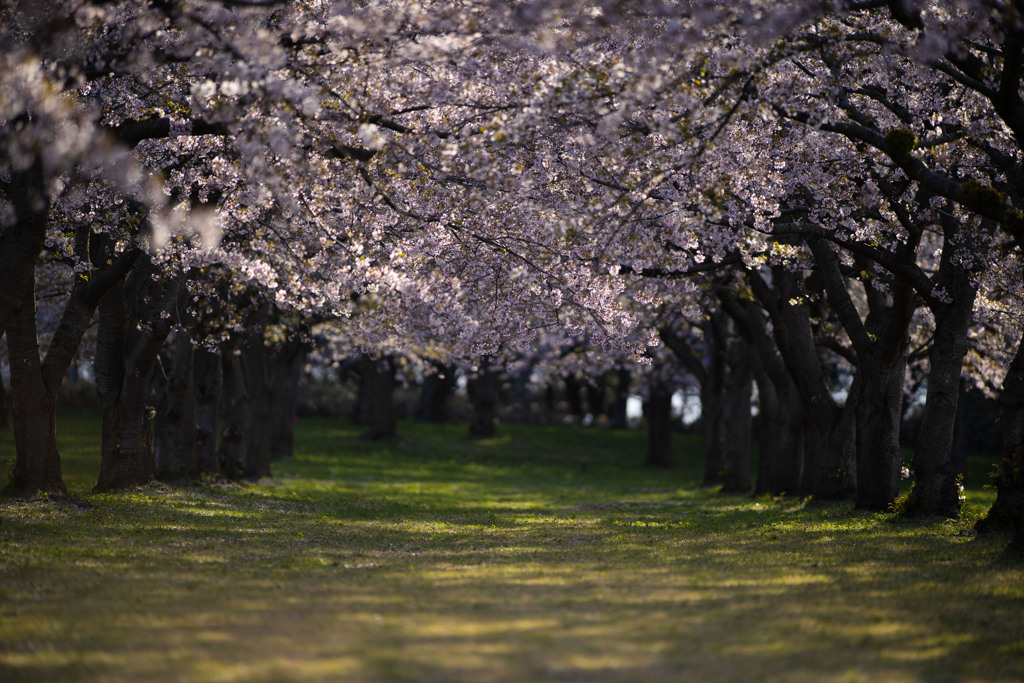 平滝沼公園の桜のトンネル