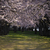 平滝沼公園の桜のトンネル