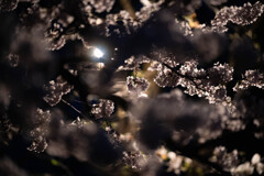 青森県芦野公園の桜