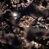 青森県芦野公園の桜