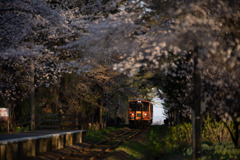 青森県芦野公園の桜のトンネル