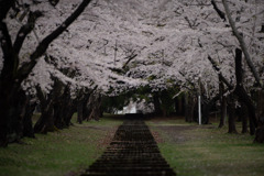 青森県桜林公園の桜