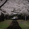 青森県桜林公園の桜