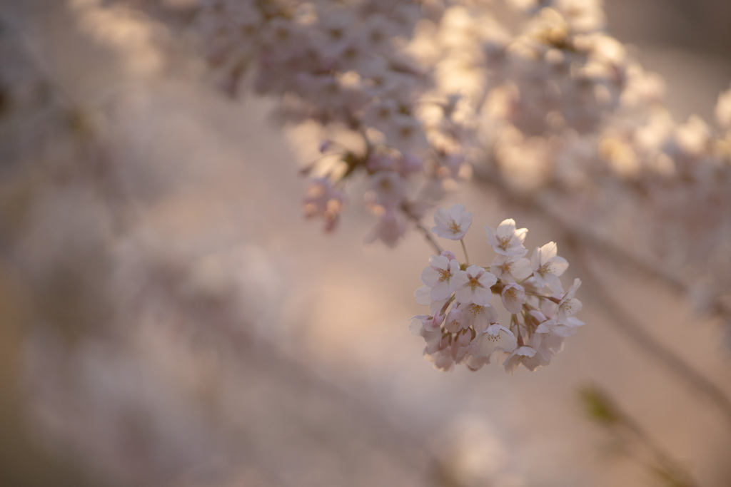 青森県芦野公園の桜